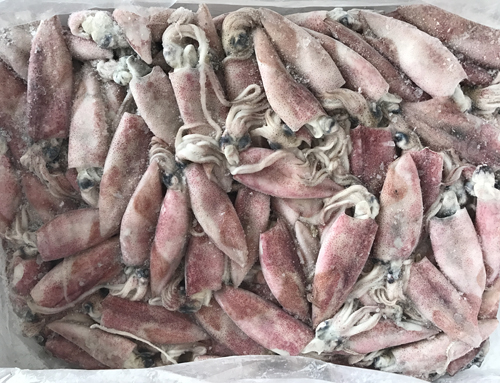 筆管魚